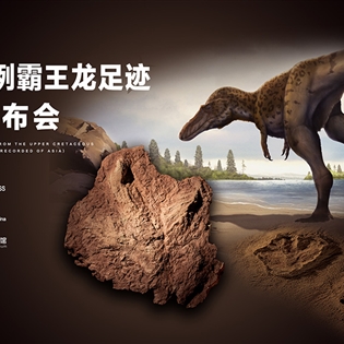 亞洲首例霸王龍足跡新聞發(fā)布會媒體報道